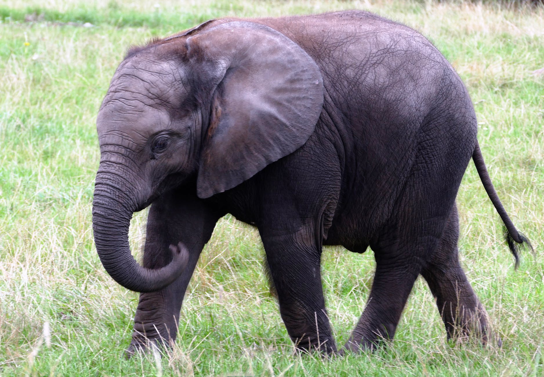animal big elephant endangered